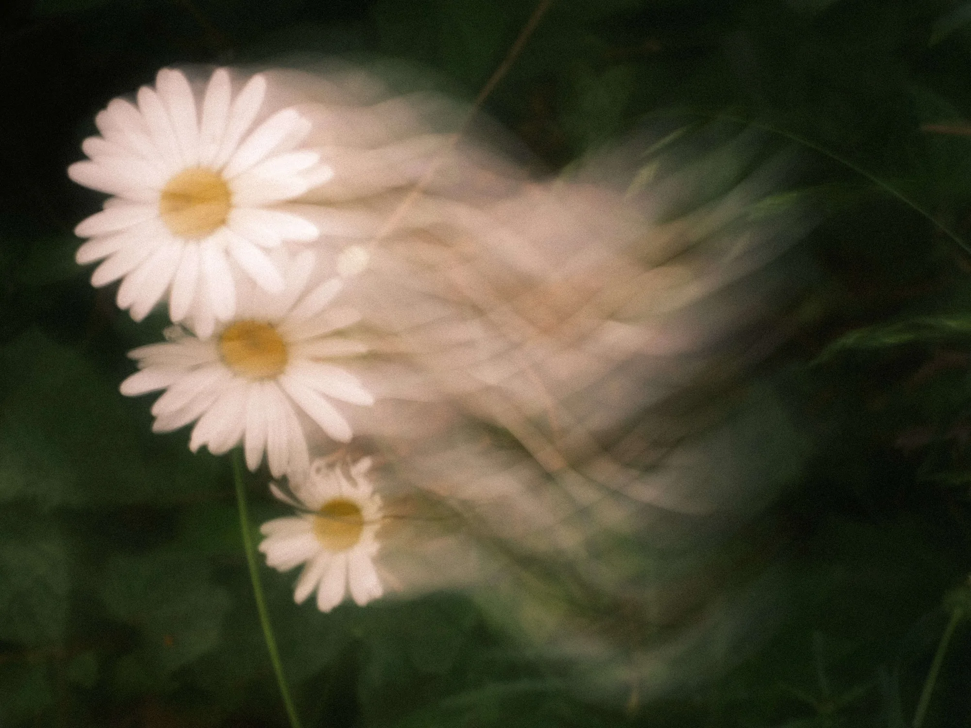Gallery image 1 for Abstract in Nature