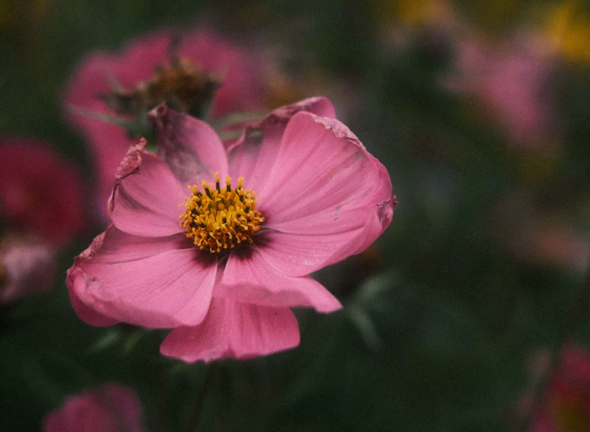 How I Built My Photography Portfolio for €0, Without Writing a Single Line of Code Myself