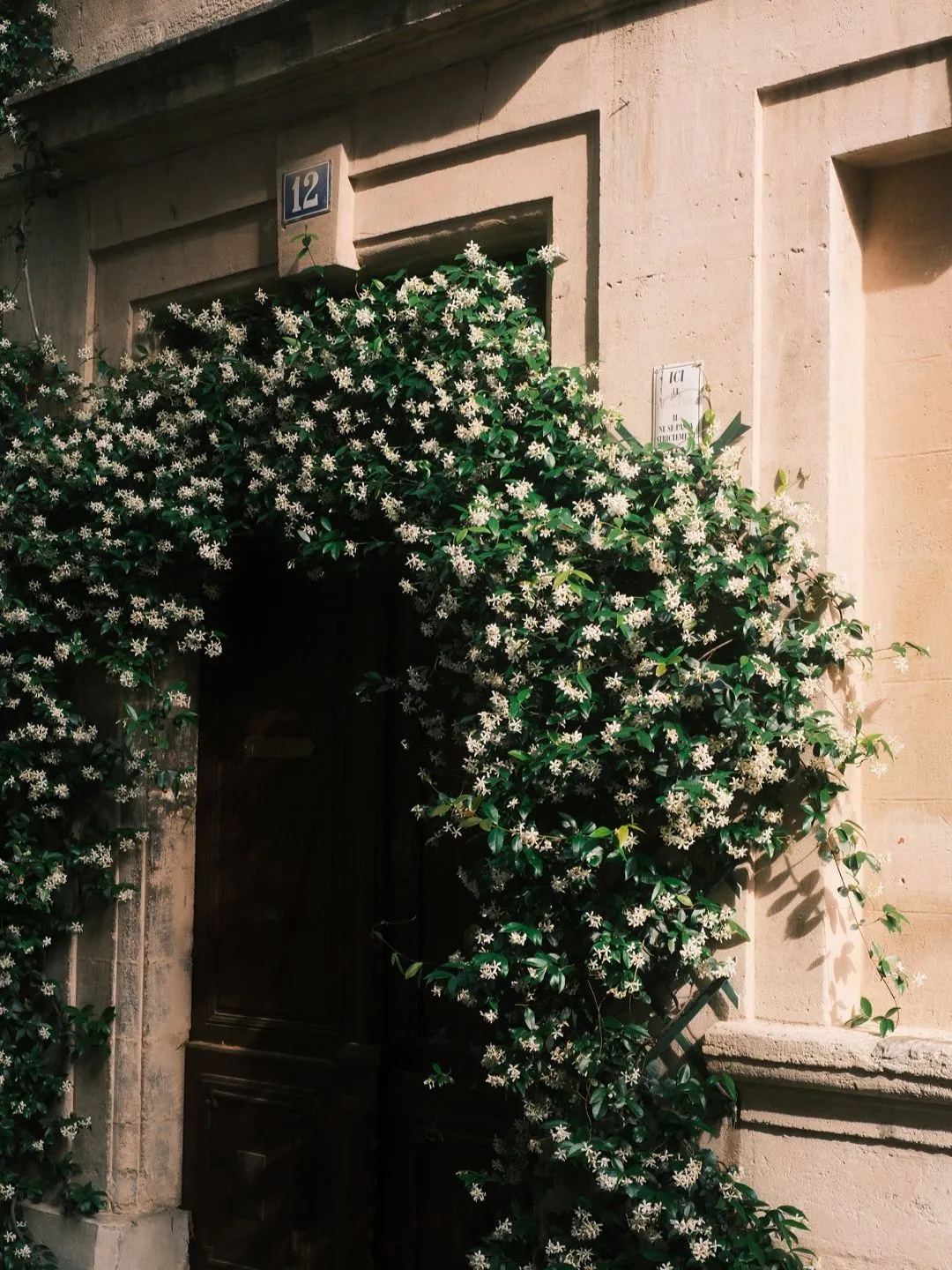 Star jasmine climbing over a dark wooden door in Avignon, warm afternoon light on the stone wall