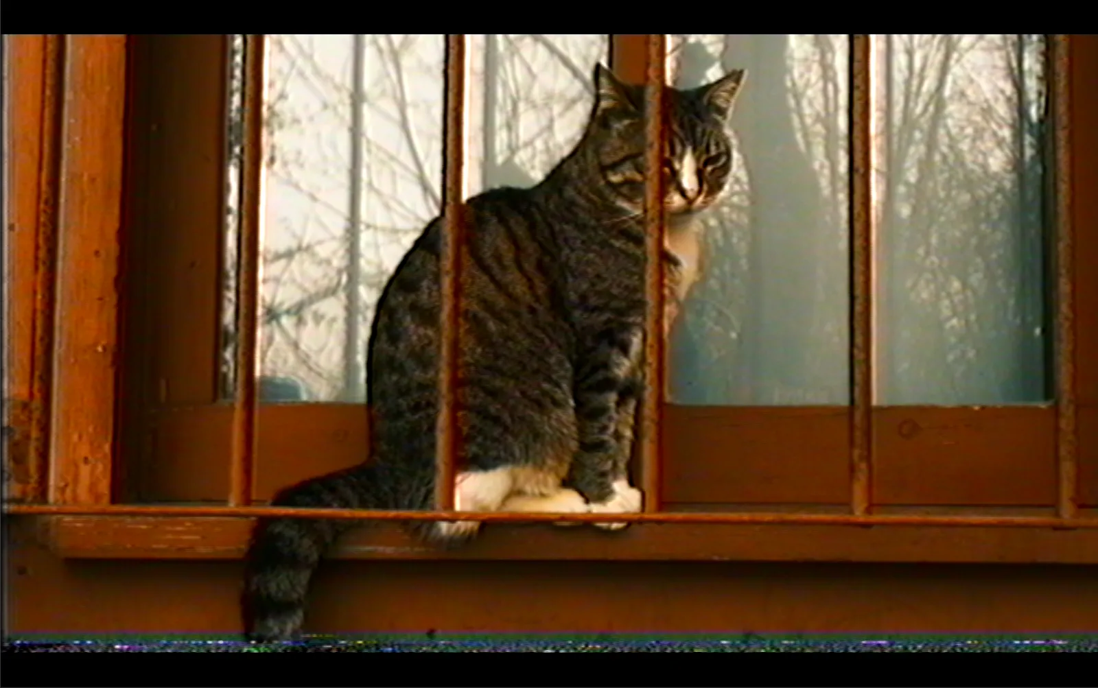 Imaged processed at 576 lines (PAL) with Vhs nostalgia plugin for davinci resolve