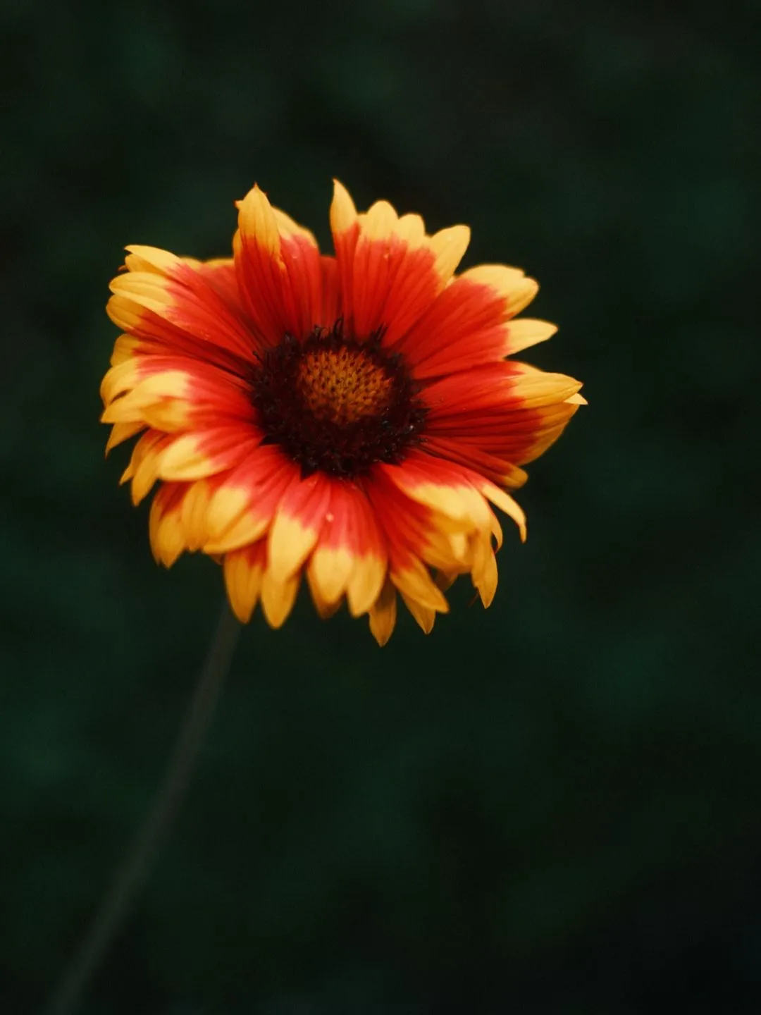 Flower - flash photography with the Viltrox Vintage Z1 Pro