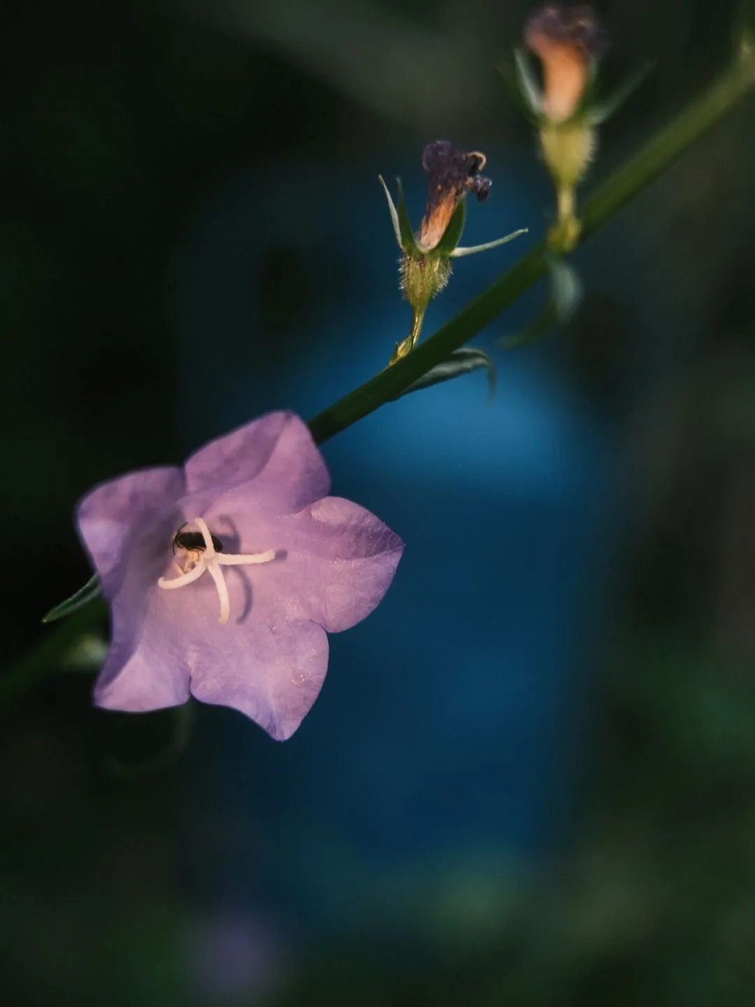 Flower - flash photography with the Viltrox Vintage Z1 Pro