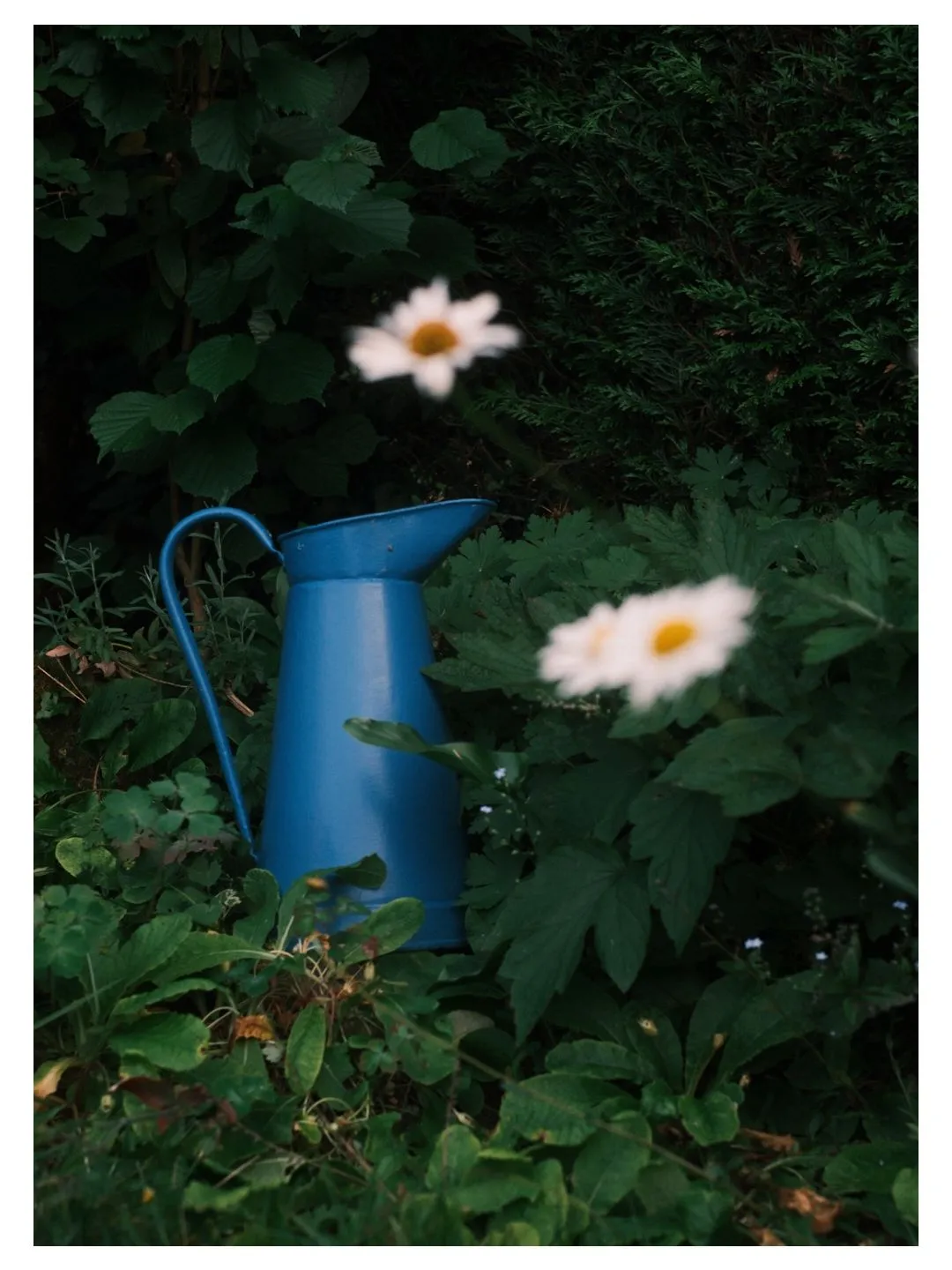 Flower - flash photography with the Viltrox Vintage Z1 Pro